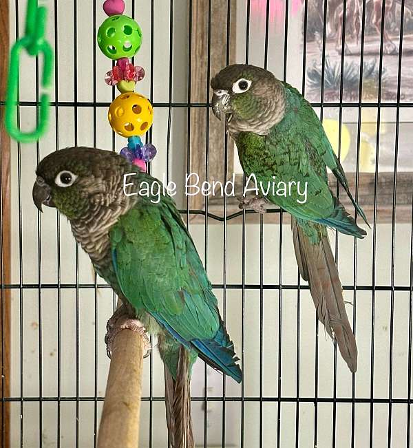 green-cheek-conure-for-sale-in-mcconnelsville-oh