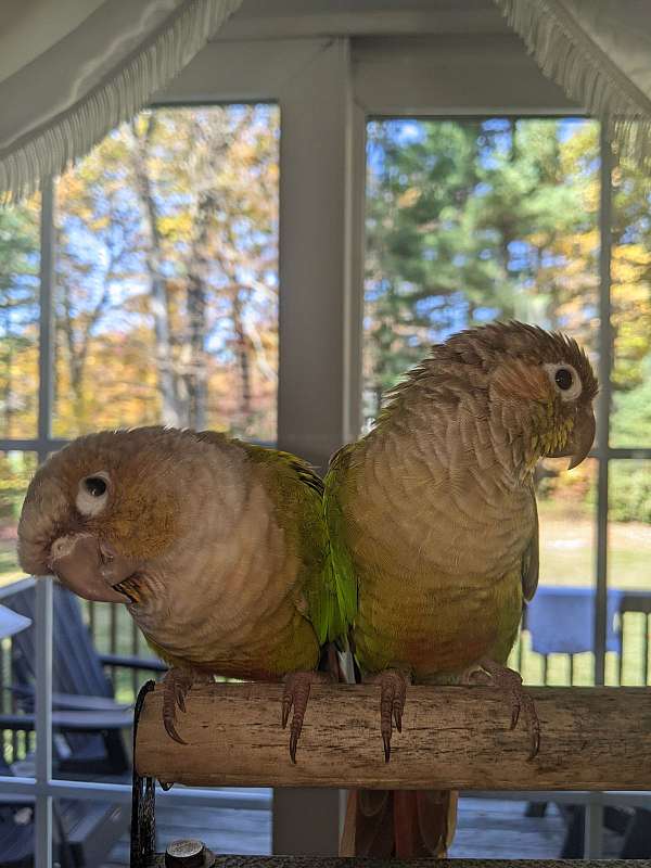 conure-for-sale-in-jefferson-twp-pa