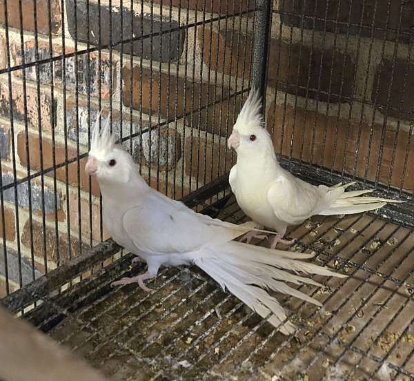 cockatiel-for-sale-in-terre-haute-in