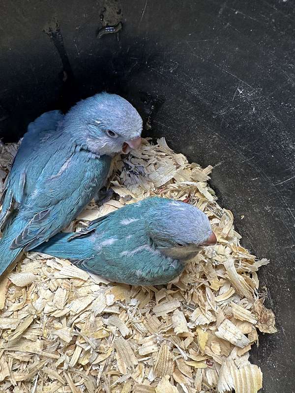 blue-bird-for-sale-in-harrisonburg-va