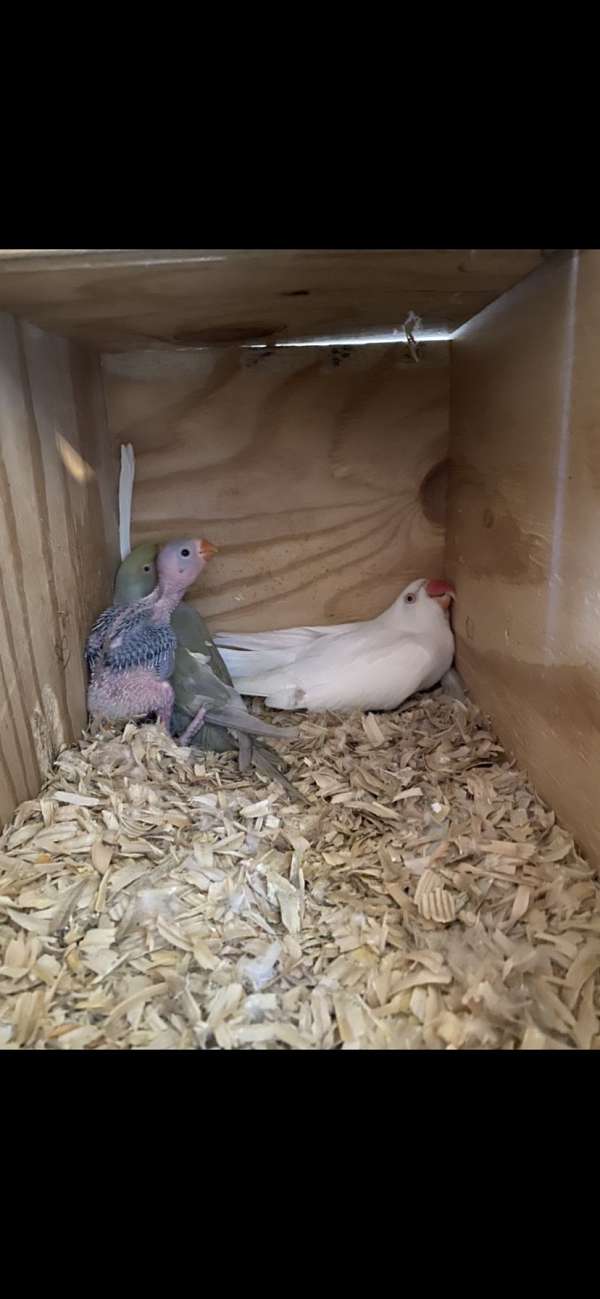 adult-bird-for-sale-in-harrisonburg-va