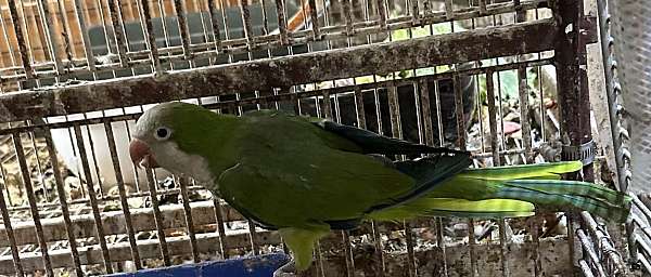 green-yellow-bird-for-sale-in-harrisonburg-va