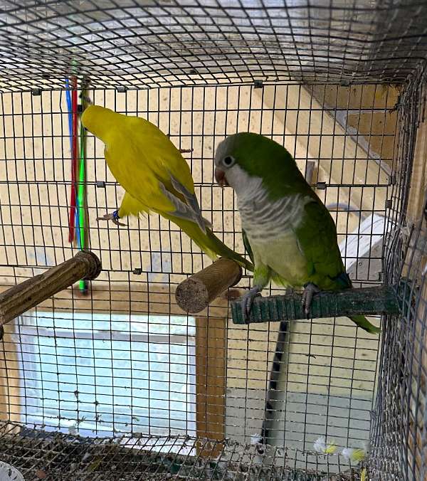 quaker-parrots-for-sale