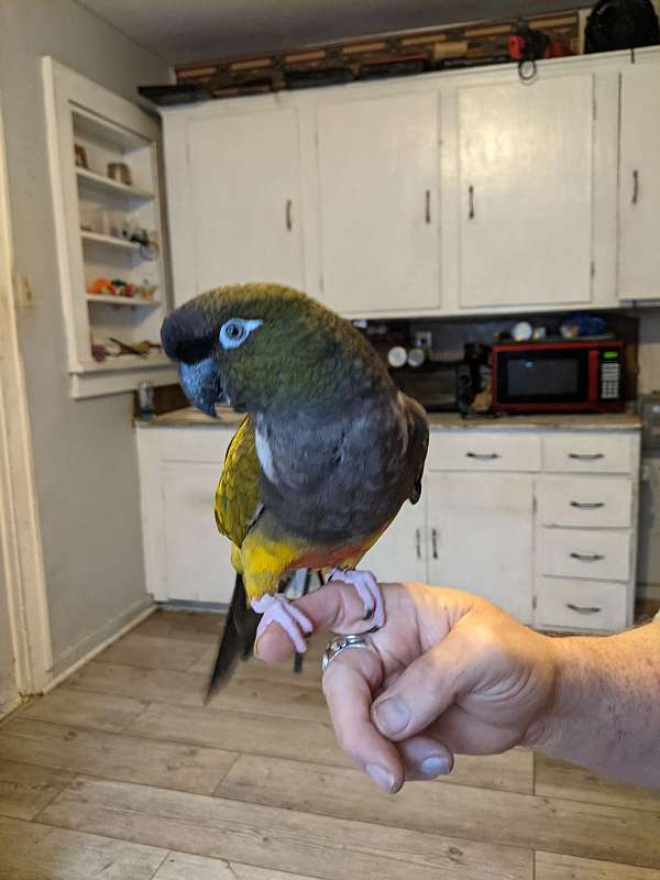 red-patagonian-conure-for-sale