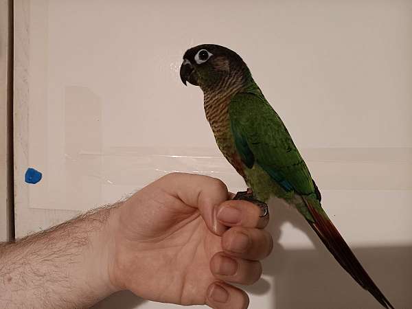 conure-for-sale