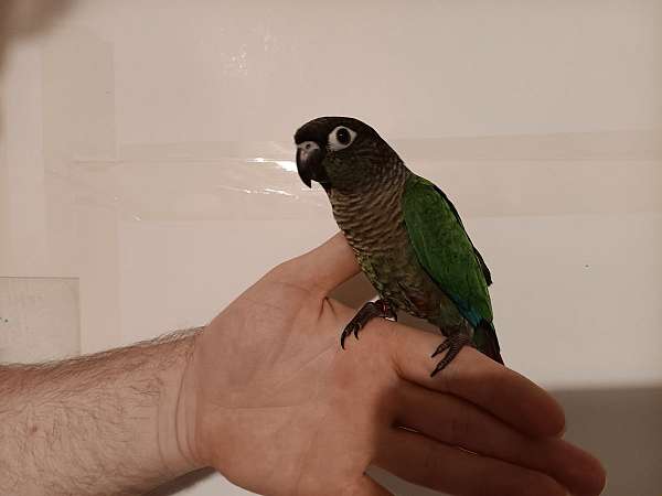 conure-for-sale