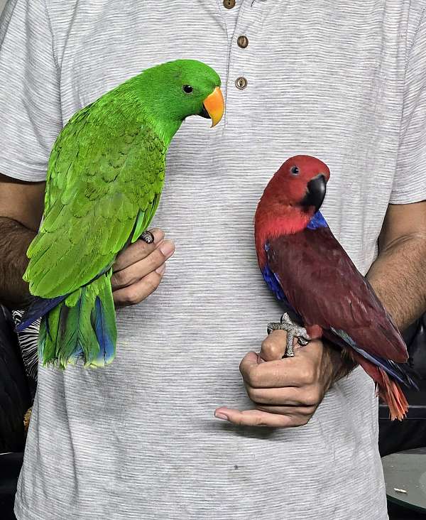 solomon-island-eclectus-parrots-for-sale-in-baltimore-md