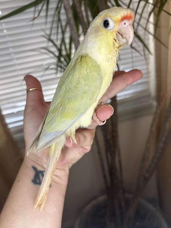 conure-for-sale