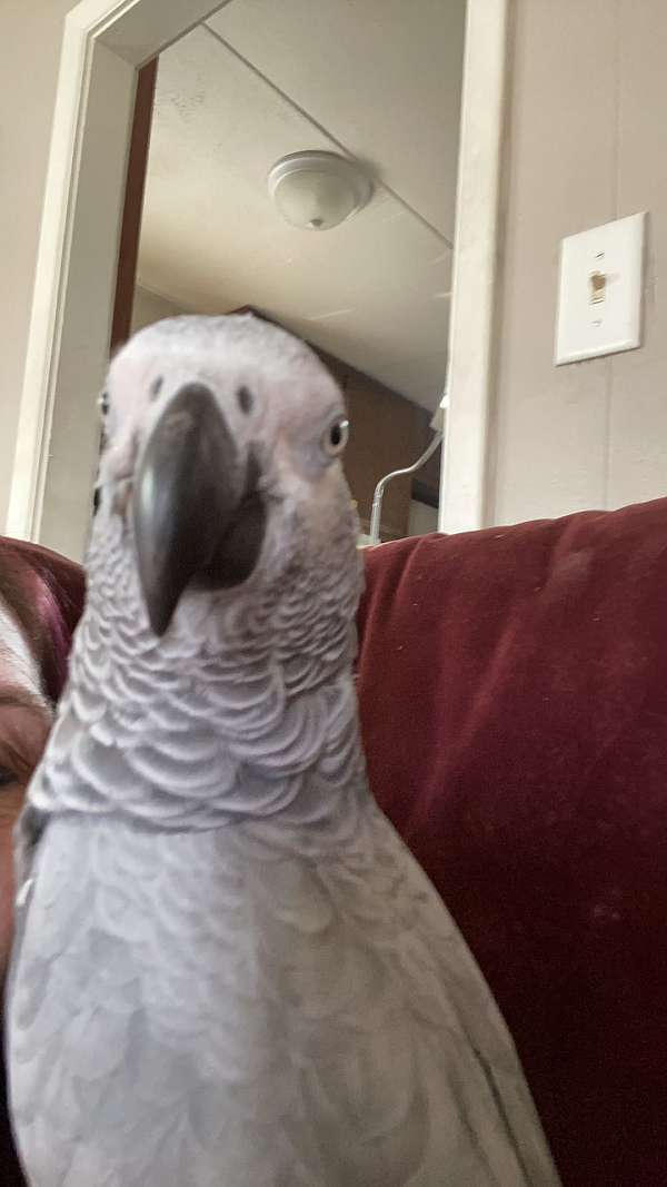 congo-african-grey-parrot-for-sale-in-jefferson-nc