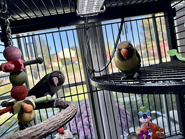 lovebird-for-sale-in-independence-ky