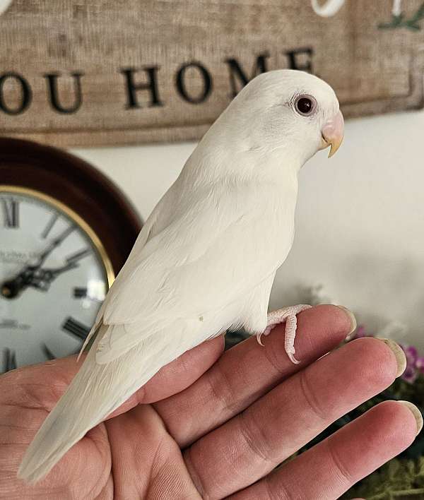 peach-faced-lovebird-for-sale-in-lancaster-oh