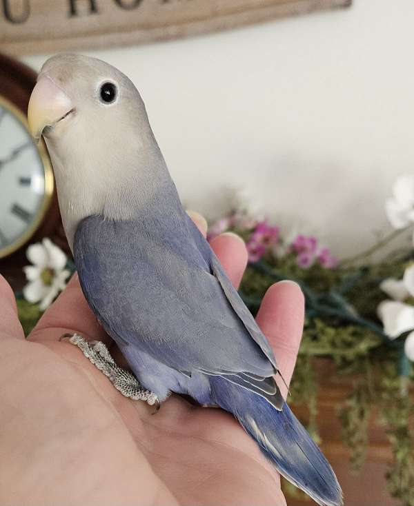 handfed-pet-bird-for-sale-in-lancaster-oh