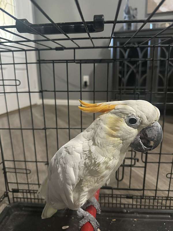 cockatoo-sulpher-crested-cockatoo-for-sale-in-bakersfield-ca