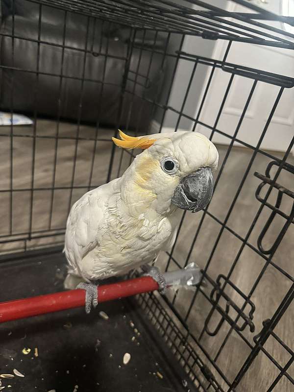 cockatoo-for-sale-in-bakersfield-ca