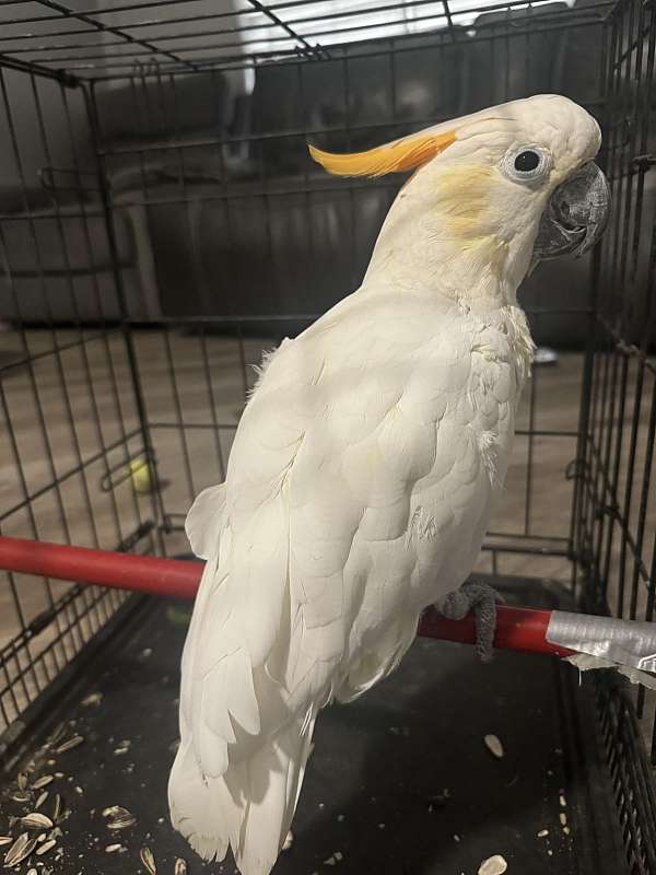 cockatoo-sulpher-crested-cockatoo-bird-for-sale