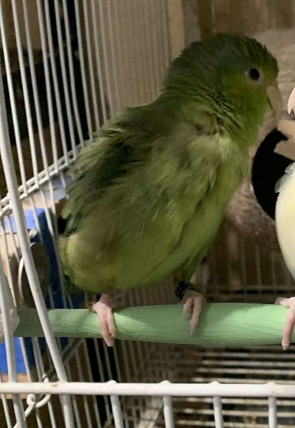 parrotlet-for-sale