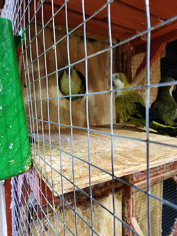 parrot-for-sale