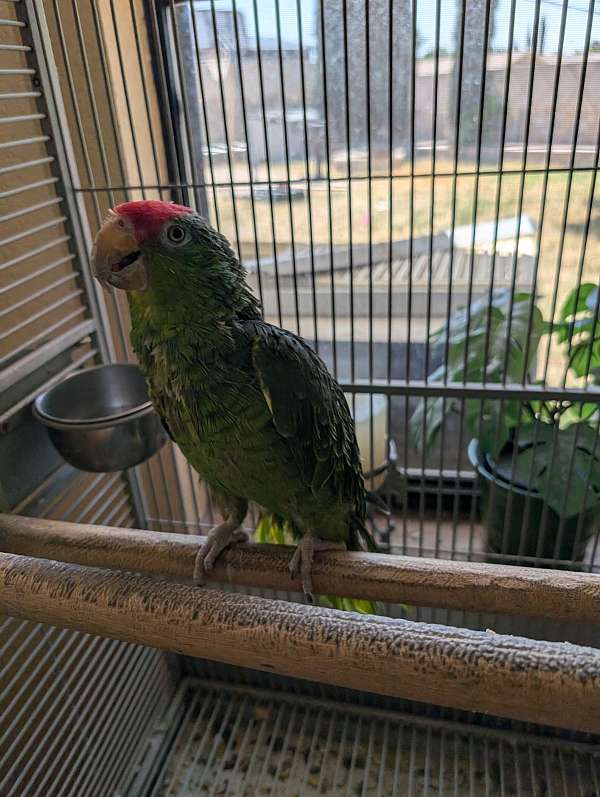 green-bird-for-sale-in-el-paso-tx