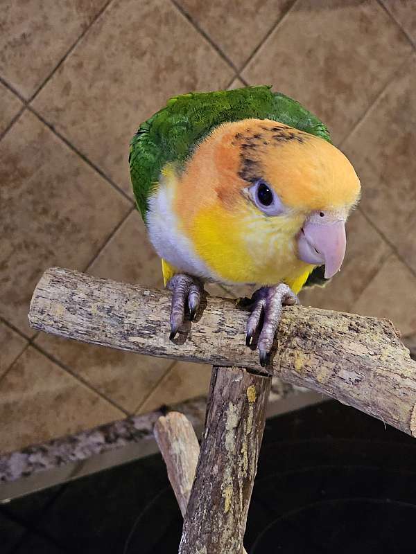 white-bellied-caique-for-sale