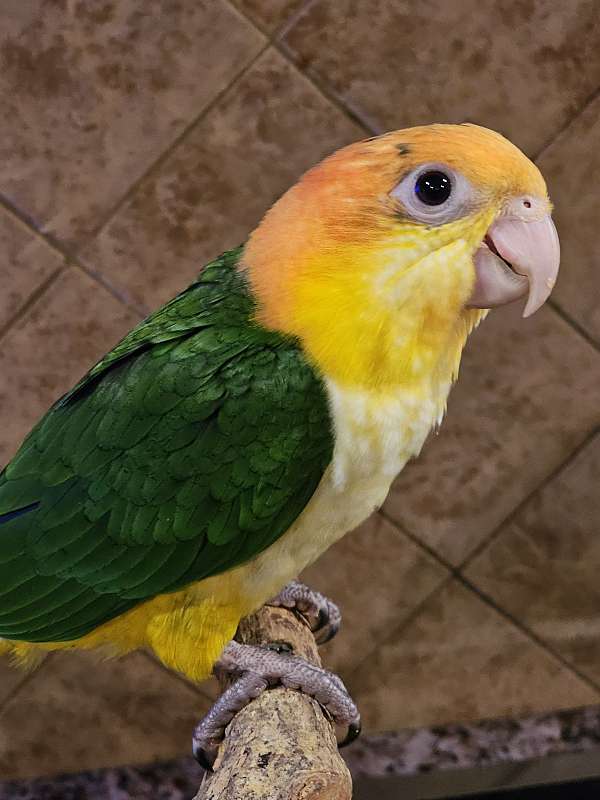 white-bellied-caique-for-sale-in-georgia