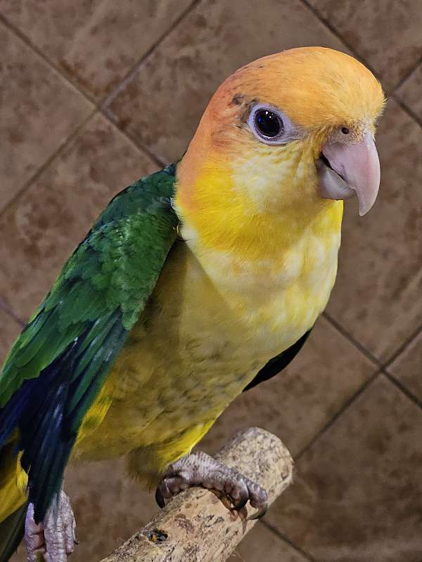 caique-for-sale-in-georgia