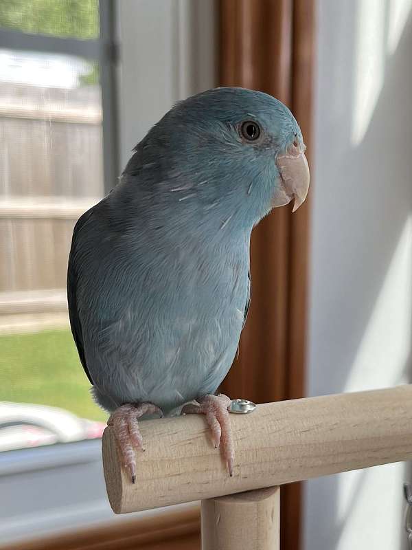 parrotlet-for-sale-in-rock-island-il