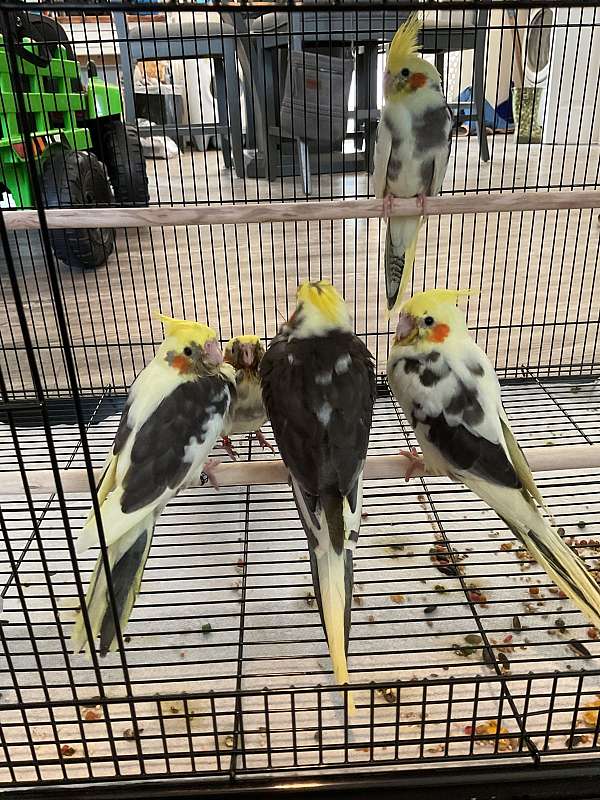 cockatiel-for-sale