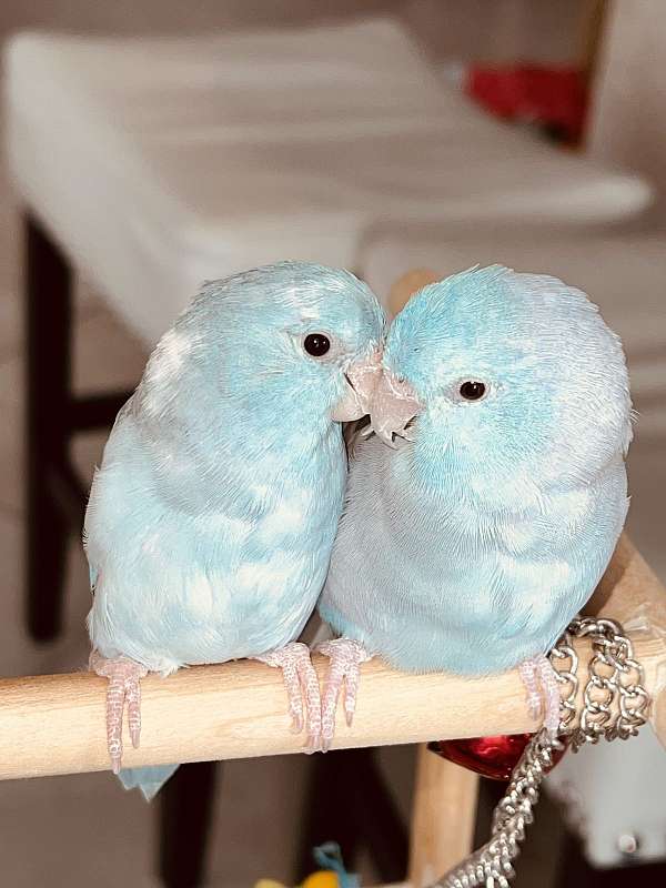 pacific-parrotlet-for-sale-in-naples-fl