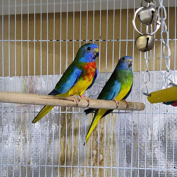 parakeet-for-sale-in-manor-tx