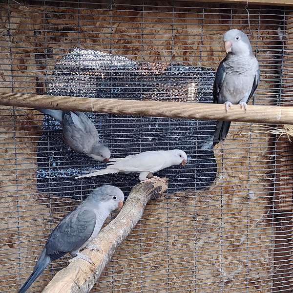 quaker-parrots-for-sale-in-manor-tx