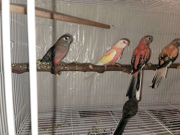 parakeet-for-sale