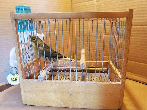 spanish-timbrado-canary-for-sale