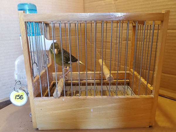 spanish-timbrado-canary-for-sale