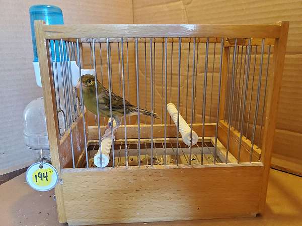 spanish-timbrado-canary-for-sale