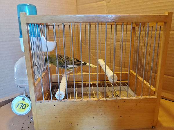 spanish-timbrado-canary-for-sale