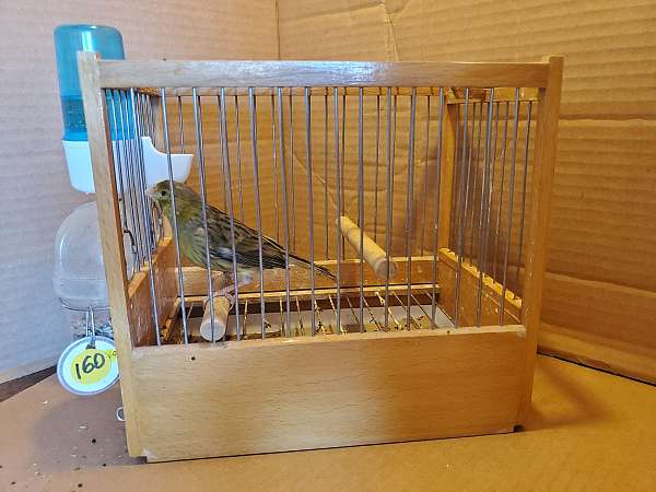 spanish-timbrado-canary-for-sale