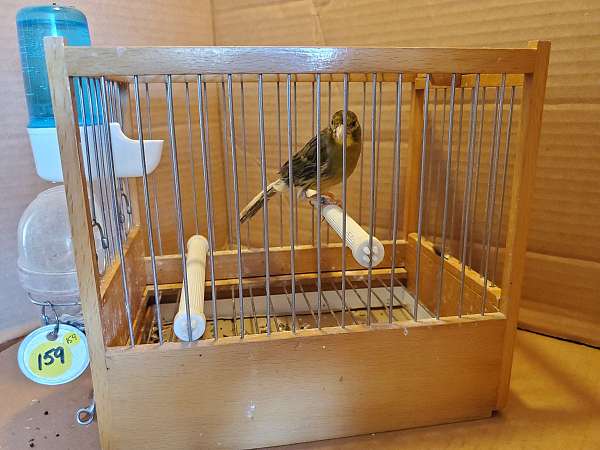 spanish-timbrado-canary-for-sale