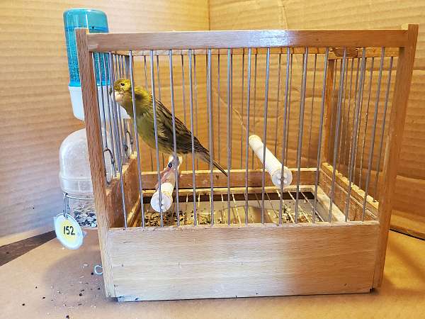 spanish-timbrado-canary-for-sale