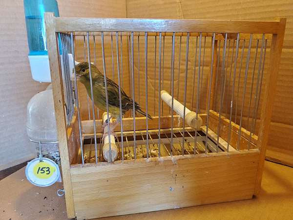 spanish-timbrado-canary-for-sale