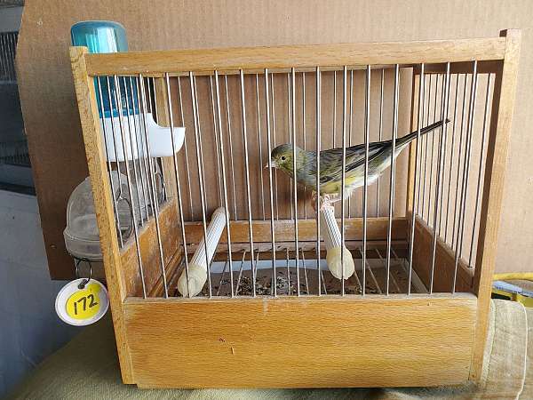 spanish-timbrado-canary-for-sale