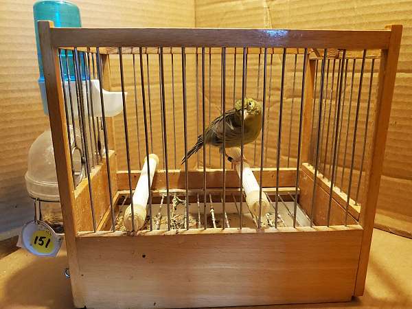 spanish-timbrado-canary-for-sale