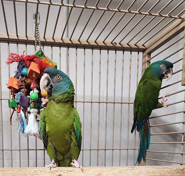 macaw-for-sale