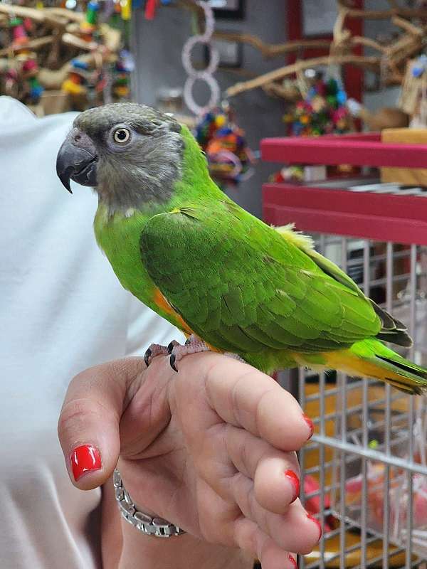 senegal-poicephalus-parrots-for-sale