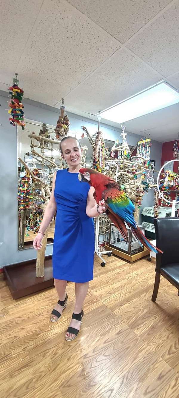 macaw-for-sale