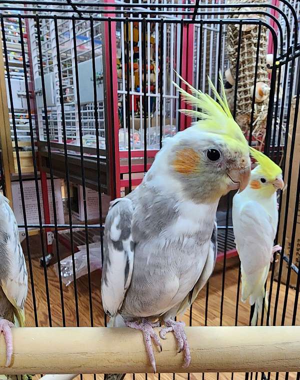 cockatiel-for-sale