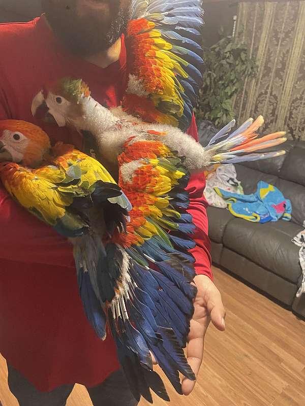 macaw-for-sale-in-premont-tx