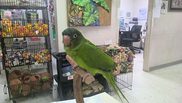 baby-bird-for-sale-in-norcross-ga