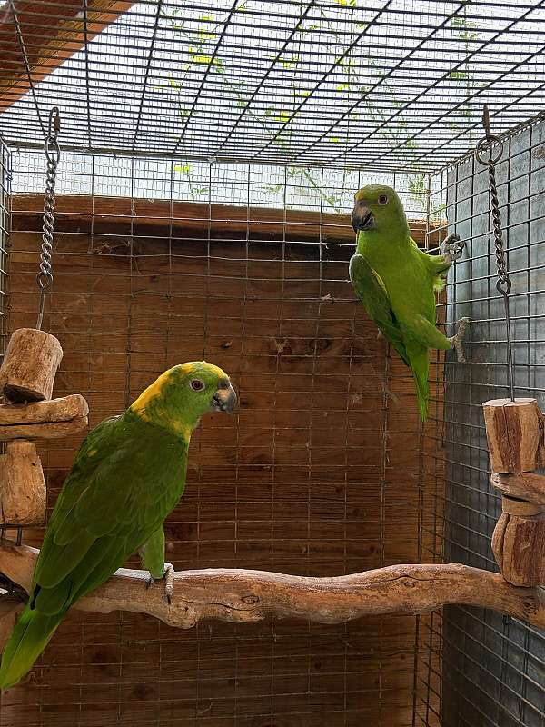 yellow-naped-amazon-parrot-for-sale-in-stanton-ca