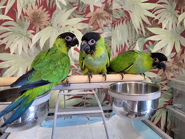 nanday-conure-for-sale