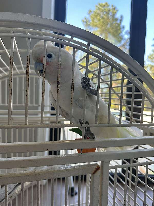 goffin-cockatoo-for-sale